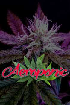 Aeroponic