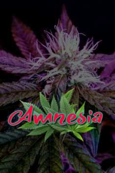 Amnesia
