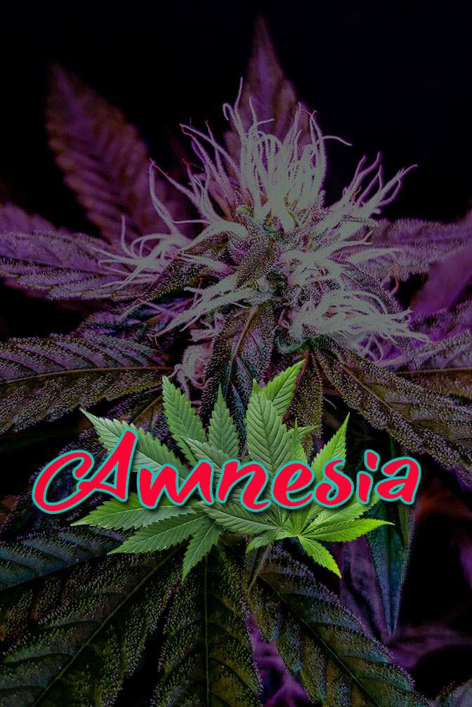 Cannabis Lexikon Begriff: "Amnesia" Bild