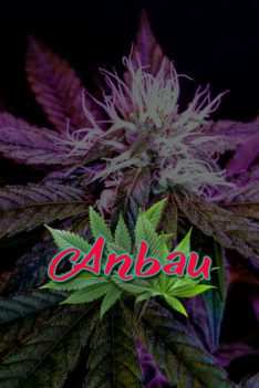 Anbau