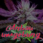 Cannabis Lexikon Begriff: "Anbauumgebung" Bild