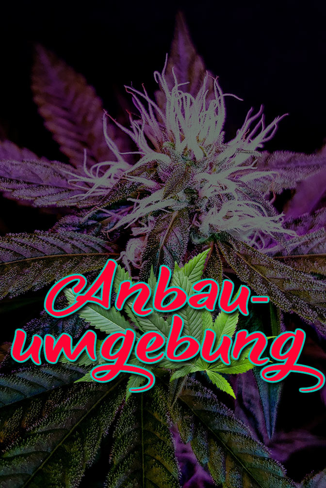 Cannabis Lexikon Begriff: "Anbauumgebung" Bild