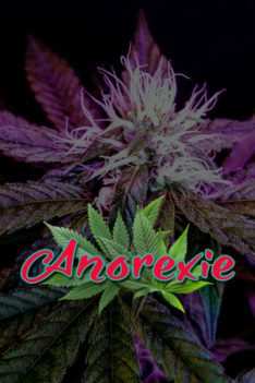 Anorexie