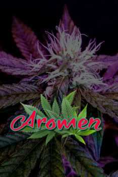 Aromen