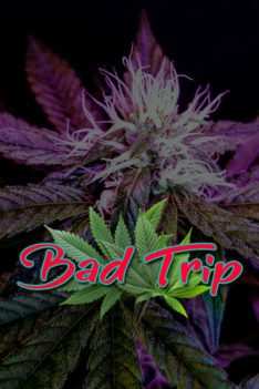 Bad-Trip