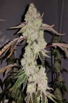 Banana-Kush