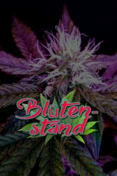 Bluetenstand