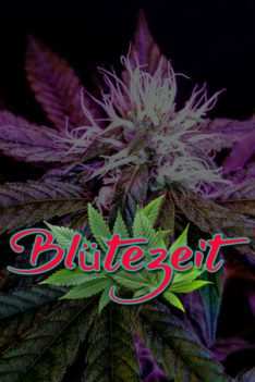 Bluetezeit