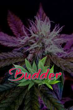 Budder