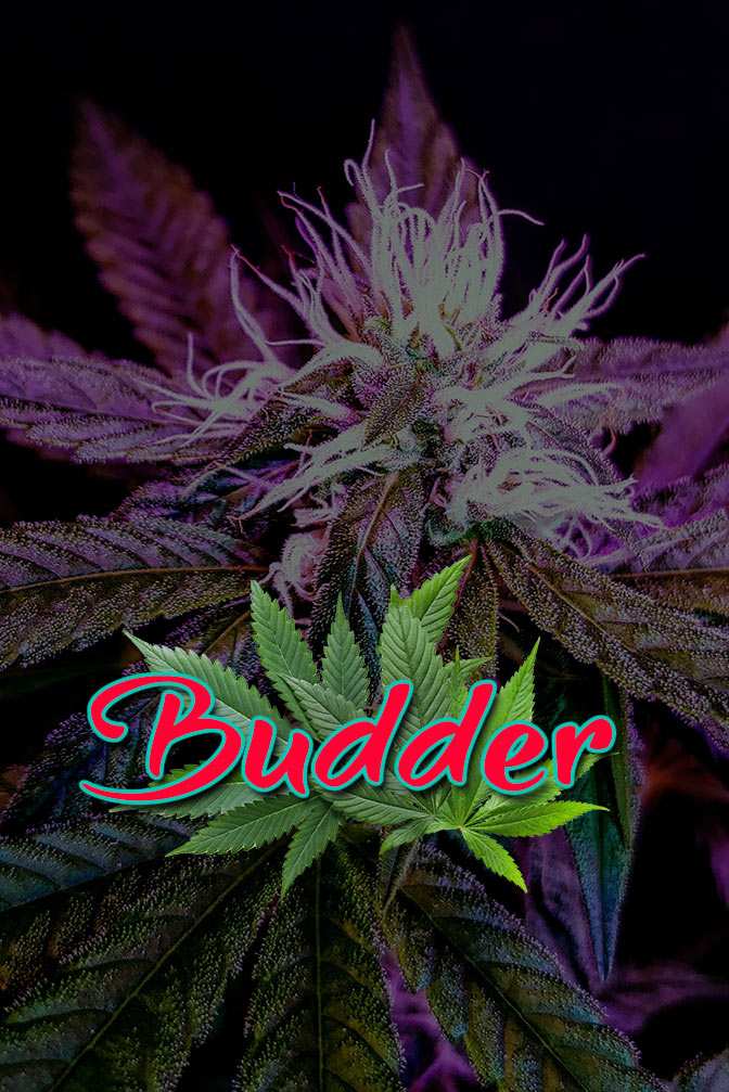 Cannabis Lexikon Begriff: "Budder" Bild