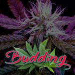 Cannabis Lexikon Begriff: "Budding" Bild