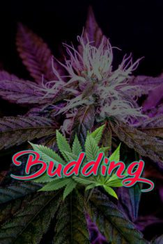 Cannabis Lexikon Begriff: "Budding" Bild