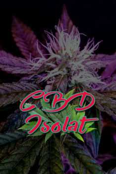 CBD-Isolat