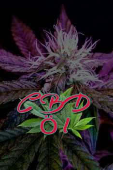 CBD-Oel