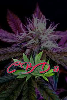 CBDa