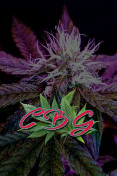 CBG