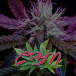 Cannabis Lexikon Begriff: "CBN" Bild