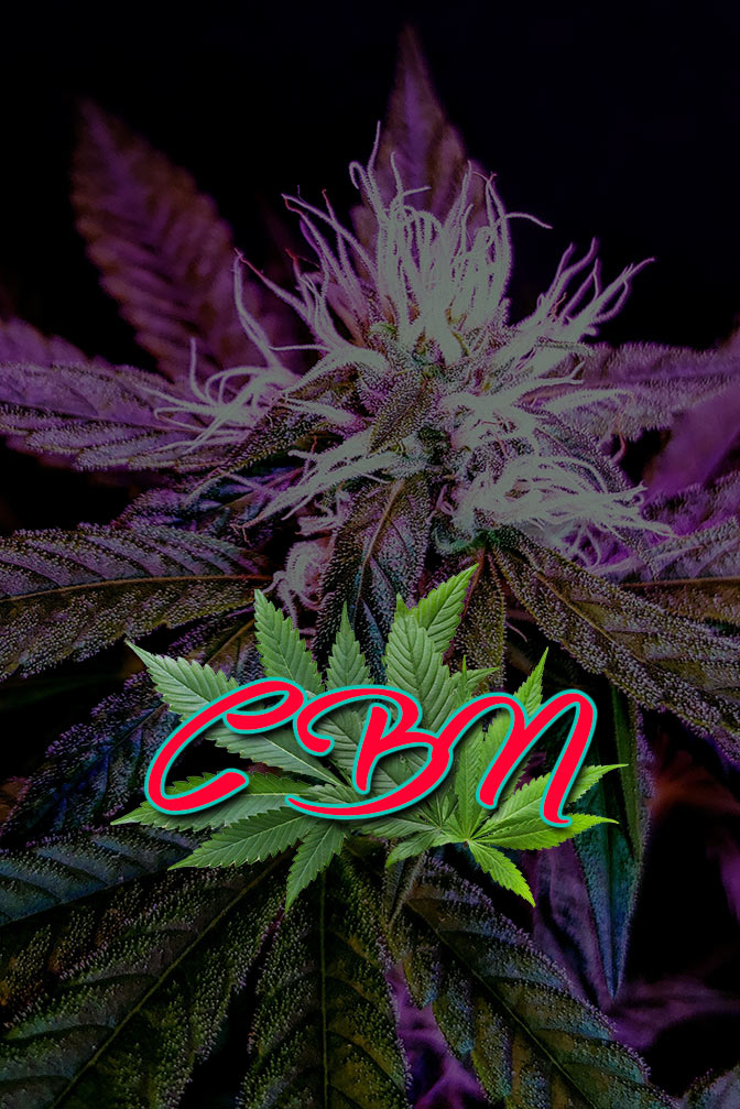 Cannabis Lexikon Begriff: "CBN" Bild