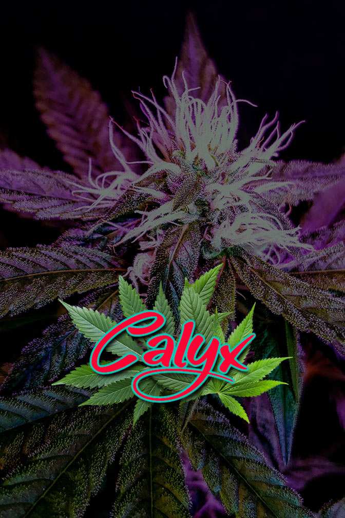 Cannabis Lexikon Begriff: "Calyx" Bild