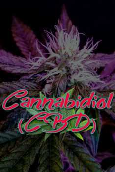 Cannabidiol-CBD