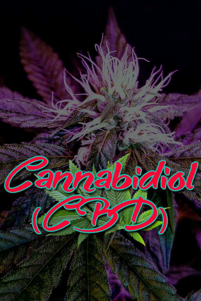 Cannabis Lexikon Begriff: "Cannabidiol - CBD" Bild