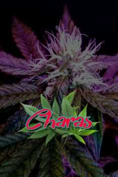 Charas