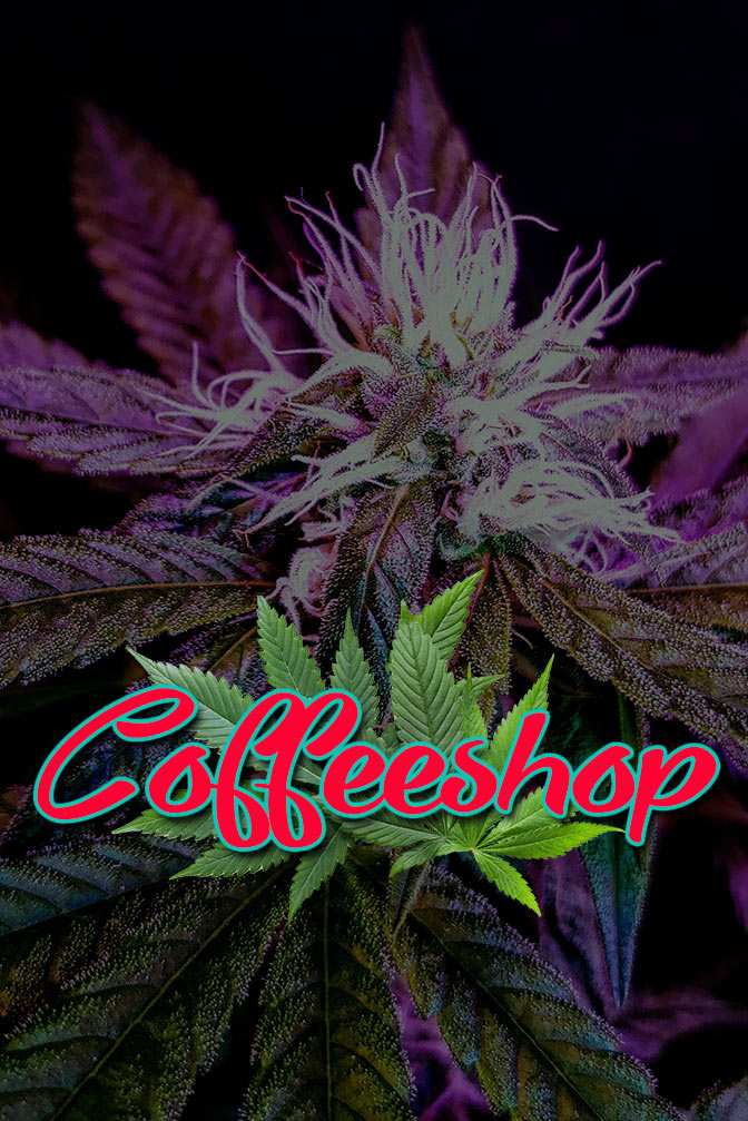 Cannabis Lexikon Begriff: "Coffeeshop" Bild