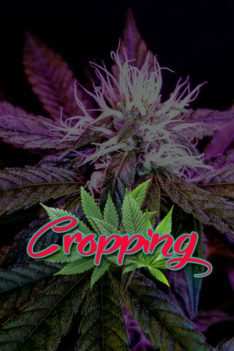 Cropping
