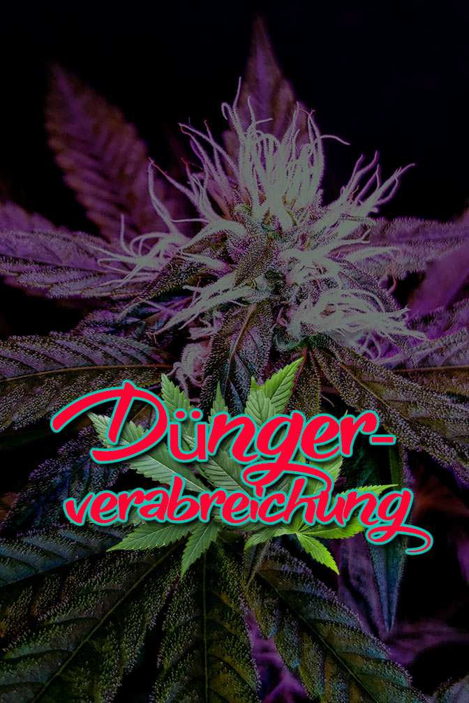 Cannabis Lexikon Begriff: "Düngerverabreichung" Bild