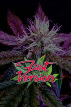 Fast-Version