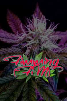 Fimming-FIM