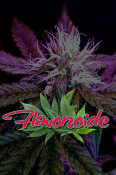 Flavonoide