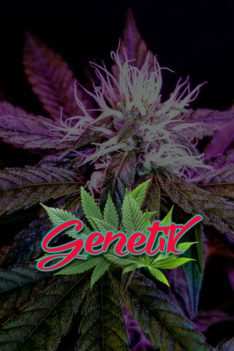 Genetik