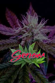 Genom