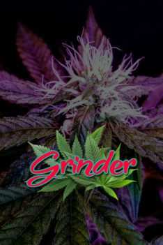 Grinder