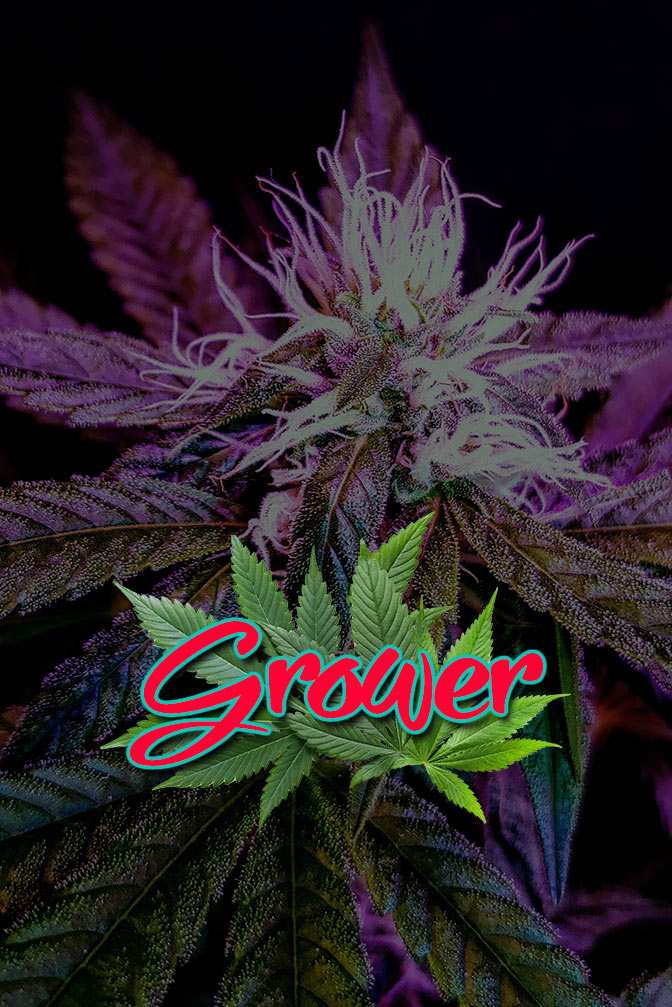 Cannabis Lexikon Begriff: "Grower" Bild