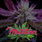 Cannabis Lexikon Begriff: "Mutation" Bild