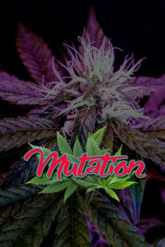 Cannabis Lexikon Begriff: "Mutation" Bild