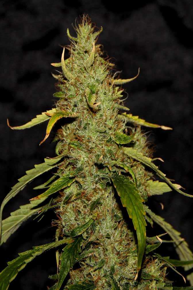 Cannabis Sorte Pure Haze