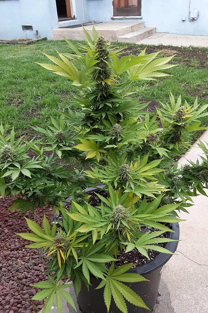 Cannabis Sorte Super Skunk