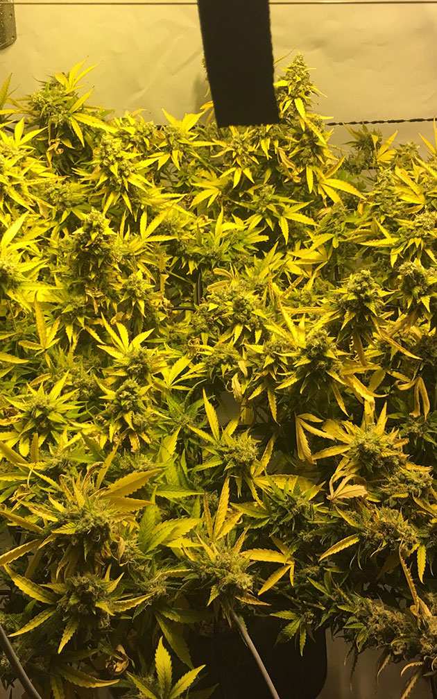 Cannabis Sorte White Russian