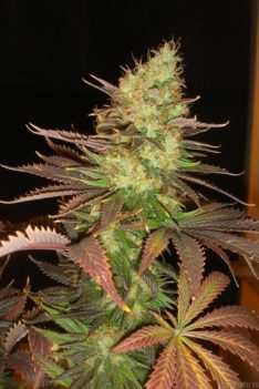 Afghan