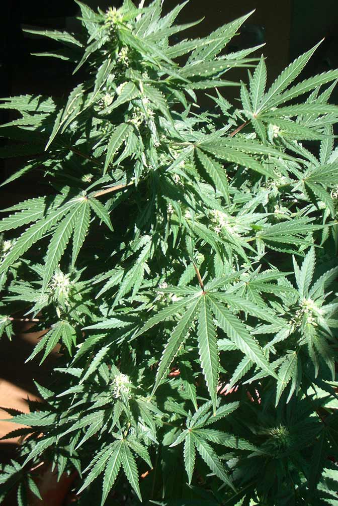 AK-47 Cannabis Sorte