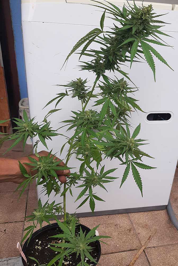 Early Skunk Cannabis Sorte