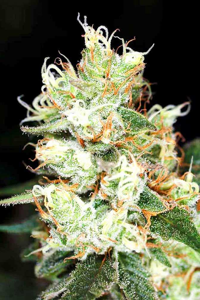 Hindu Kush Cannabis Sorte