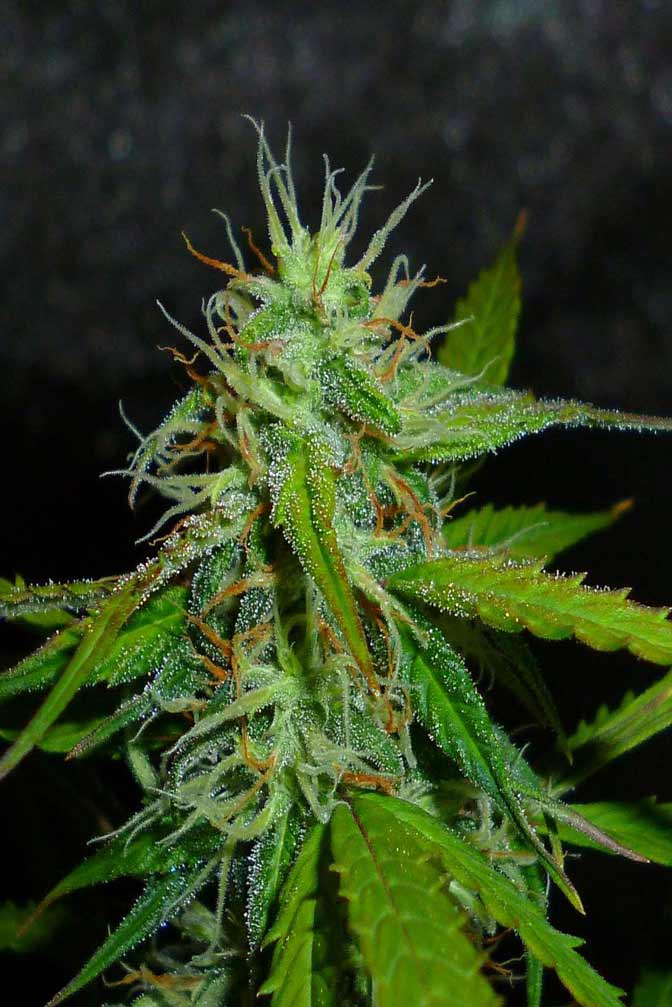 Jack Herer Cannabis Sorte