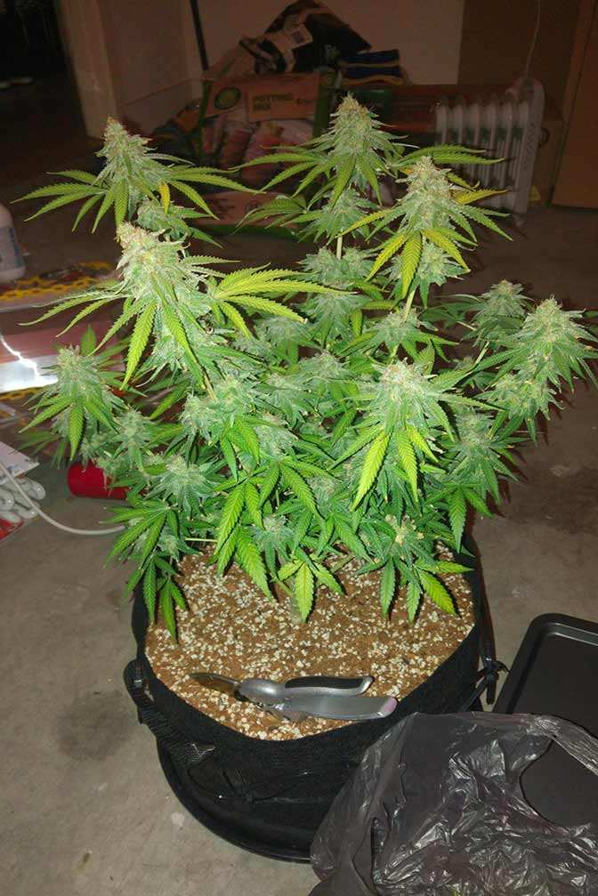 Skunk 1# Cannabis Sorte