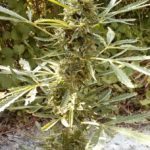 White Widow Cannabis Sorte