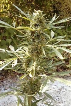 White Widow Cannabis Sorte