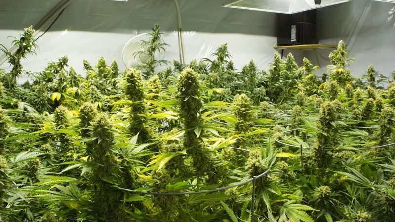 Kann Cannabis deiner psychischen Gesundheit helfen?